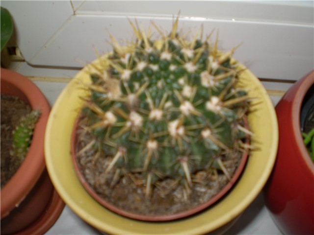 kaktus